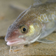 Image for article titled Fish Learn To Use Tools, So Let's Rethink the Definition of Tool Use